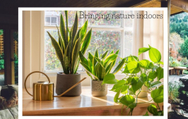 Biophilic Design: Bringing Nature Indoors for Better Living