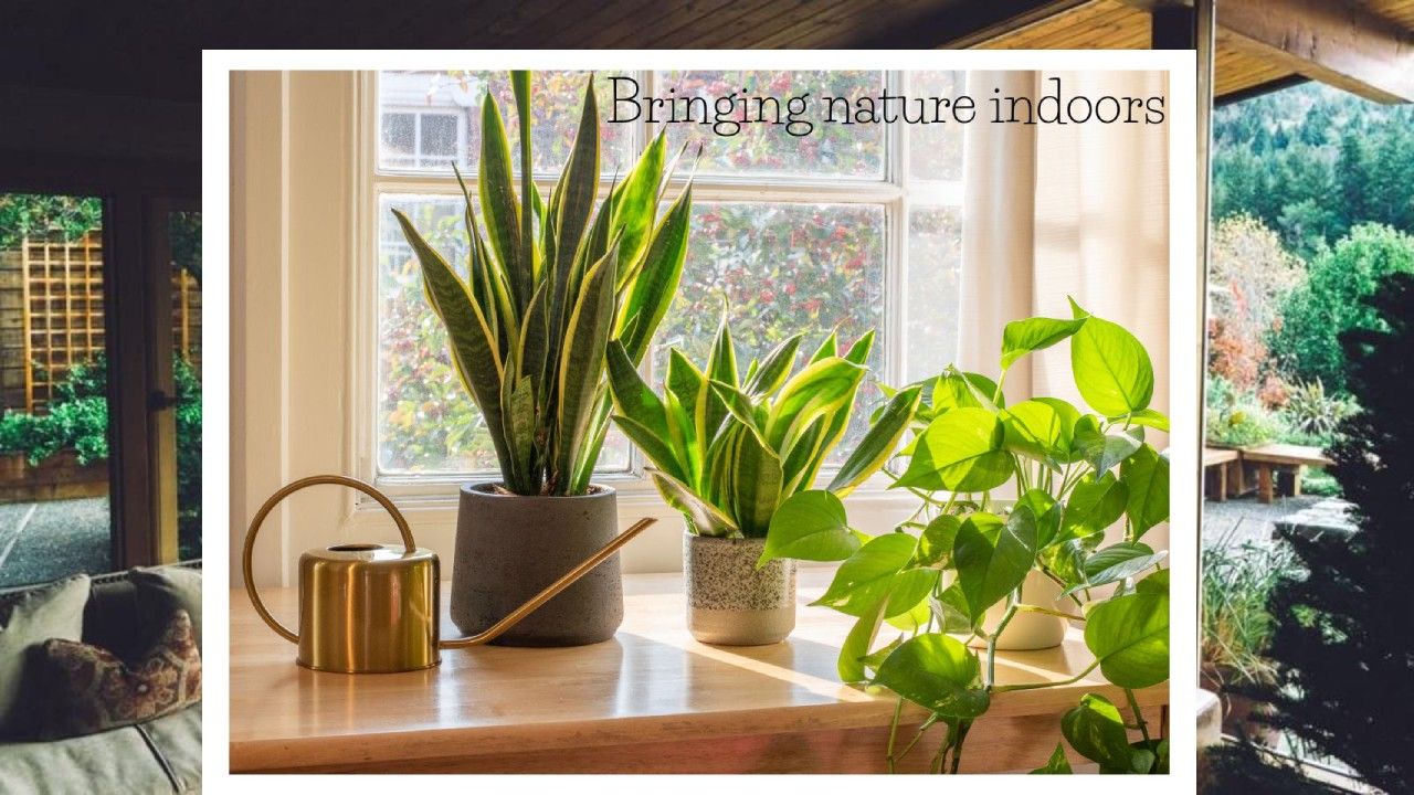 Biophilic Design: Bringing Nature Indoors for Better Living