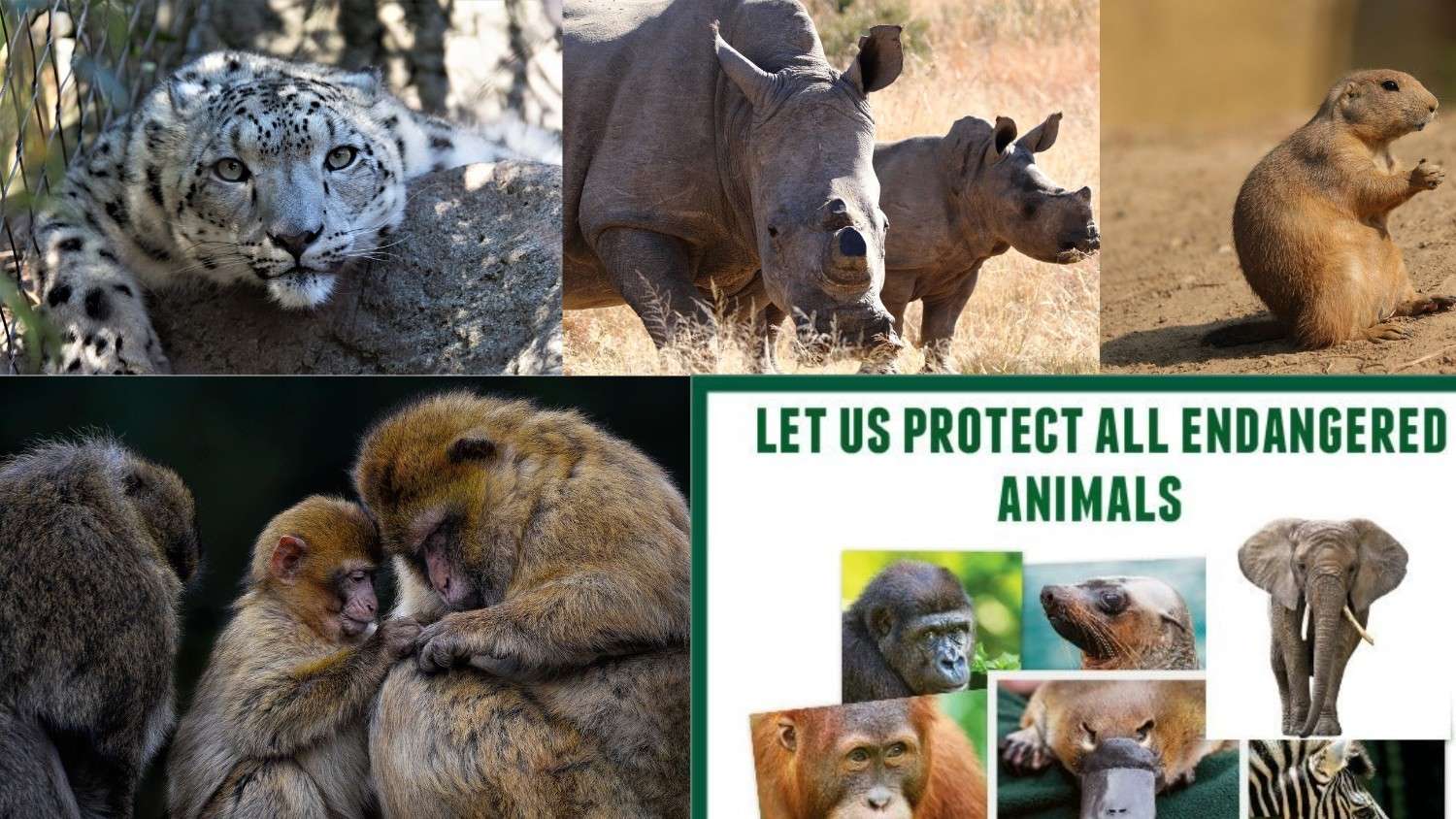 Protecting Endangered Species